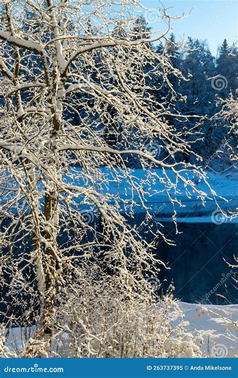 Beautiful Winter Cold Landscape in Blue Tones, Frost on Scenic Tall Grass Copse, Winter Frosty ...