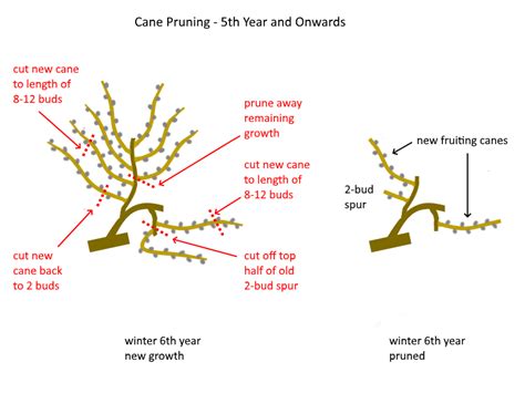 How to Prune Grape Vines – Cane and Spur Pruning Explained – Deep Green Permaculture in 2021 ...