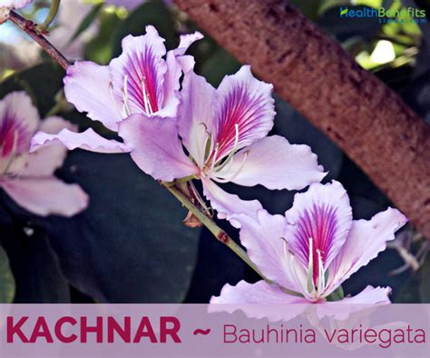 Kachnar nutrition facts and health benefits |HB times