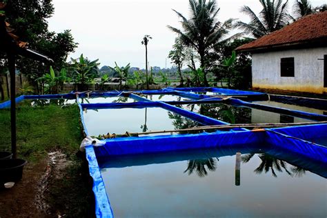 Cara Budidaya Lele di Kolam Terpal Untuk Pemula