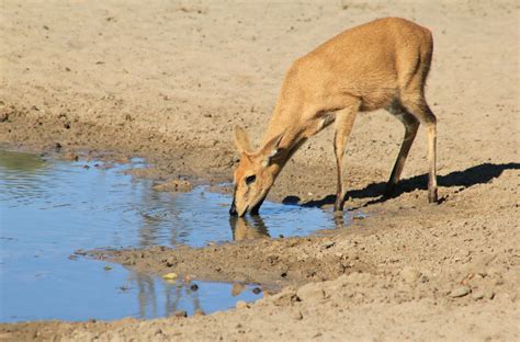 Duiker, Common - Fascinating Africa