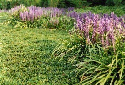 Hot Weather Groundcovers: Growing Groundcover In Zone 9 Gardens | Monkey grass, Best ground ...