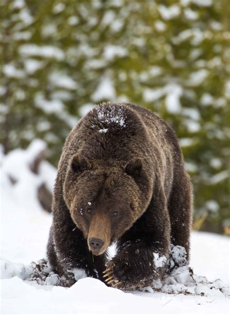 Q&A: Conserving bear culture - The Wildlife Society