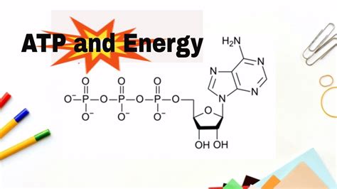 Atp Molecule Makeup | Makeupview.co