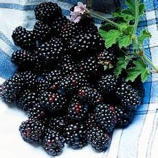 7 Best Bramble Jelly ideas | bramble jelly, bramble, jelly