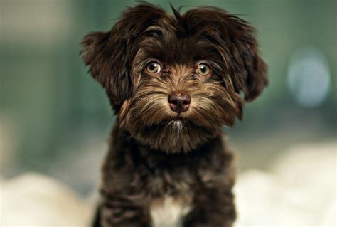 The Chocolate Havanese puppy | Havanese, Havanese dogs, Puppies