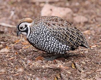 The Quail of Arizona!