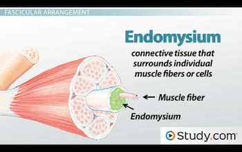 What surrounds the individual muscle cell?