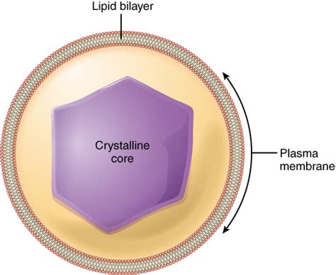 The Cytoplasm and Cellular Organelles · Anatomy and Physiology