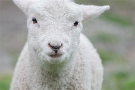 Portrait of a baby lamb stock photo. Image of cute, vulnerable - 6472554