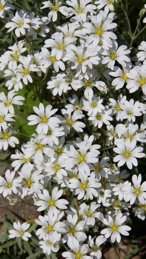 Free Images : blossom, botany, flora, wildflower, white flowers ...