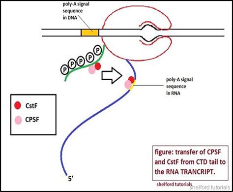 Shelford Tutorials: An overview of polyadenylation of 3’ end: post transcriptional modification ...