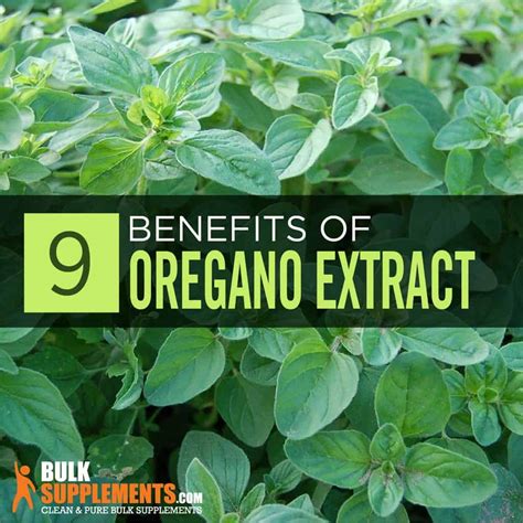 Oregano Extract: Benefits, Side Effects & Dosage