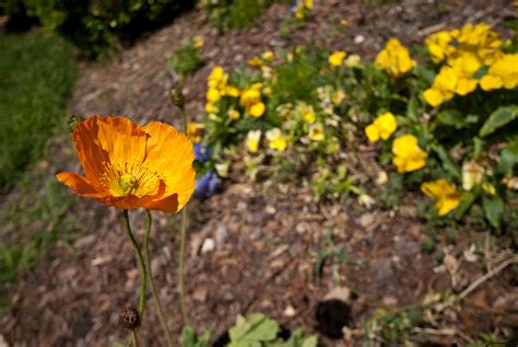 PHOTOGRAPHY - GARDENS & Flowers on Behance