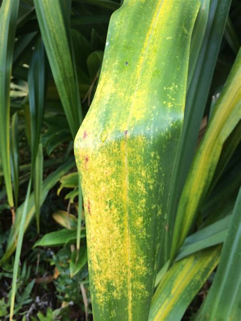 Pandanus sp. (hala): Mealybugs | Feeding injury, evident on … | Flickr