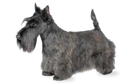 Scottish Terrier Guide - Breed Personality & Health | Canna-Pet