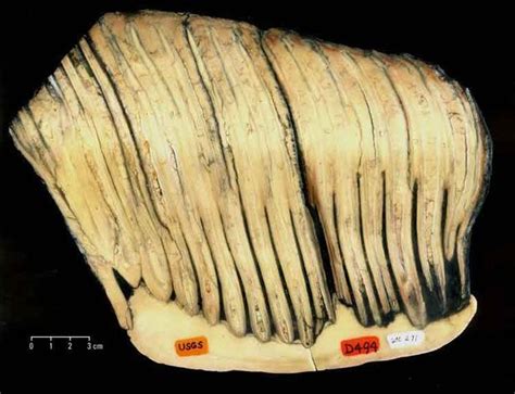 How Elephant Teeth Taught Scientists Extinction Exists | Mammoth tooth ...