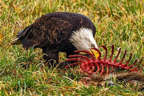 Les aigles mangent-ils des animaux morts ? - Petitpets.com