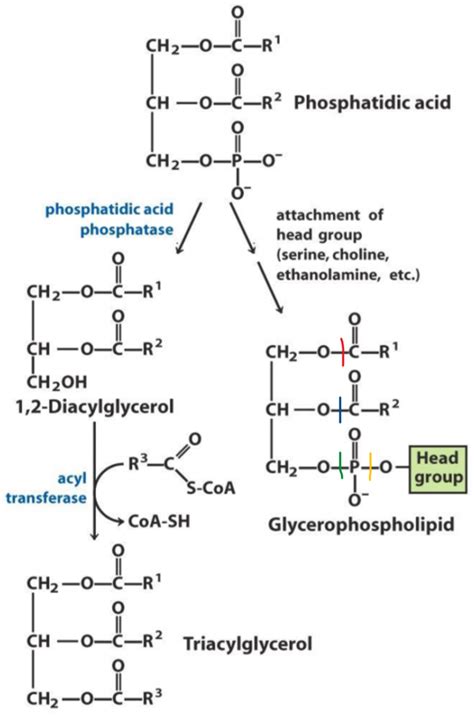 7. Synthesis of complex lipids – greek.doctor