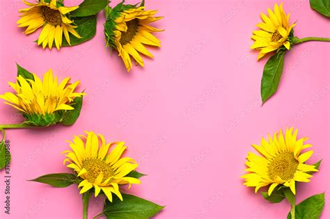 Pink Sunflower Wallpaper Hd - Infoupdate.org