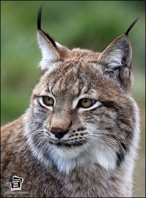 European Lynx Wildlife Photograph by Pro Photographer. Decorative Wall Art Print. Professionally ...