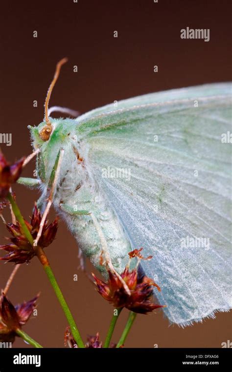 Large Emerald butterfly Geometra papilionaria resting on plant in morning dew - Bavaria ...