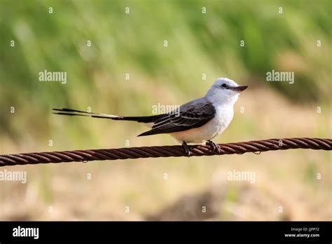 A Scissor-Tailed Flycatcher near a lake in Oklahoma City. The Scissor-tail is the Oklahoma State ...