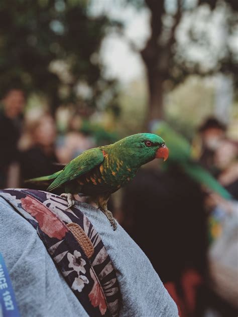 Green Parrot · Free Stock Photo