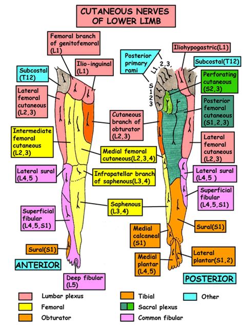 Leg - Nerves - Cutaneous supply general | Nerve anatomy, Anatomy and physiology textbook ...