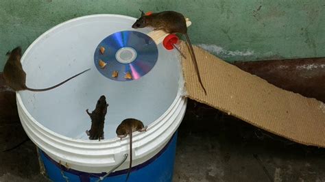 Bucket Mouse Trap,The best mouse trap I've ever seen | Best mouse trap, Mouse traps, Homemade ...