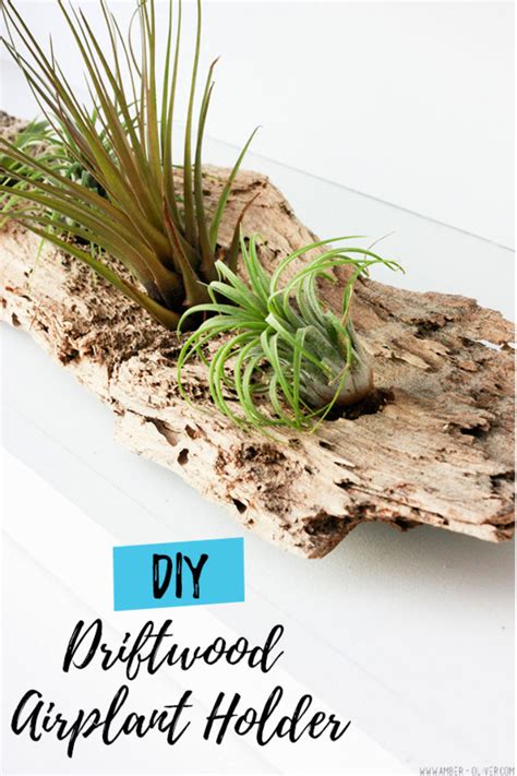 25 Easy DIY Air Plant Holder Ideas to Display Plants