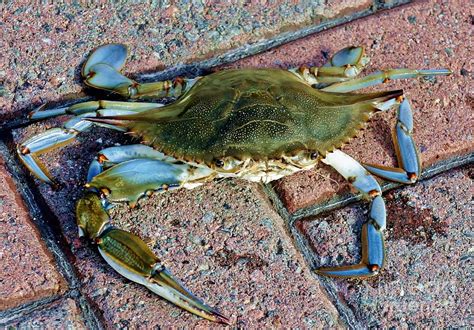 Hudson River Crab Photograph by Lilliana Mendez