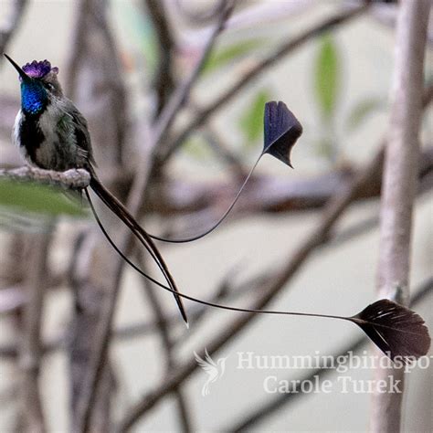 Marvelous Spatuletail | Hummingbird Facts Information | Hummingbird ...