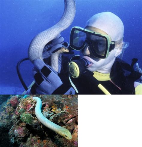 Species New to Science: [Herpetology • 2012] Hydrophis donaldi | Rough-scaled Sea Snake • a ...