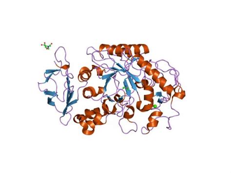 Alpha-amylase and starch digestion in the intestine