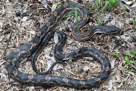 Pantherophis obsoletus - Texas Ratsnake