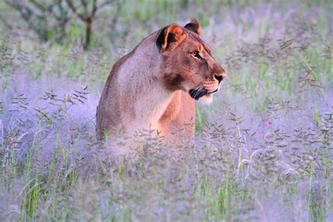 Namibia Wildlife Photography Tour | Iceland Photo Tours