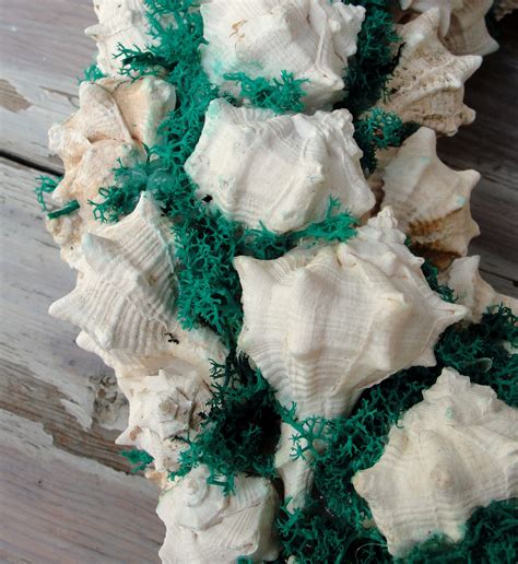 Seashell Wreath Coastal, Beach Decor, Shell Decoration Natural Display ...