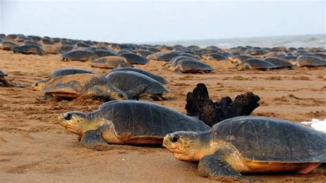 Olive Ridley Wave Sweeps Odisha's Gahirmatha Beach