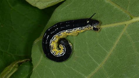 Catalpa Trees, Catawba Worms, and Southern Lore - Fine Gardening