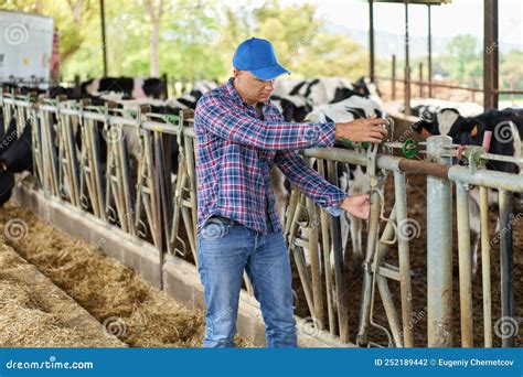 Farmer Cowboy at Cow Farm Ranch Stock Photo - Image of beef, herd ...