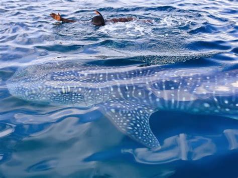 Whale Shark conservation holiday in Tanzania | Responsible Travel