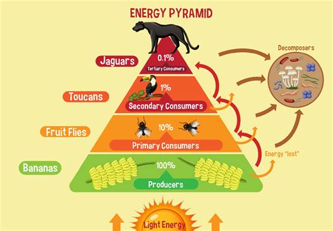 Diagram showing energy pyramid for education 2351887 Vector Art at Vecteezy