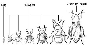 Arthropod Morphology : Metamorphosis