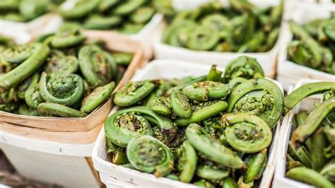 How to cook fiddleheads safely How To Cook Fiddleheads, Healthy Life ...