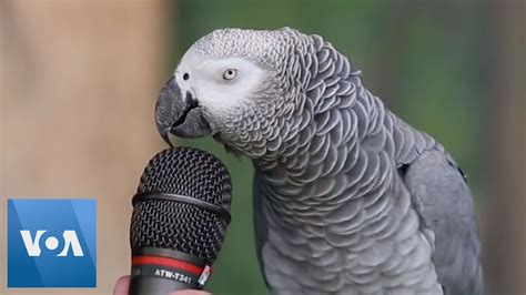 Talking Parrot | VOANews - YouTube