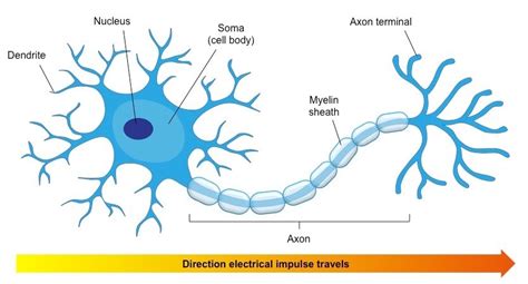 Neuron Quiz Diagram | Quizlet