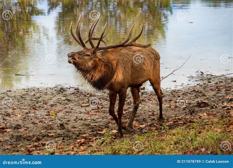 Dominant Bull Elk in Mating Season Stock Image - Image of valley, prepares: 211078799