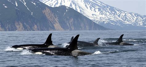 Whale & Bear Watching Holiday to Vancouver Island | Whales Worldwide