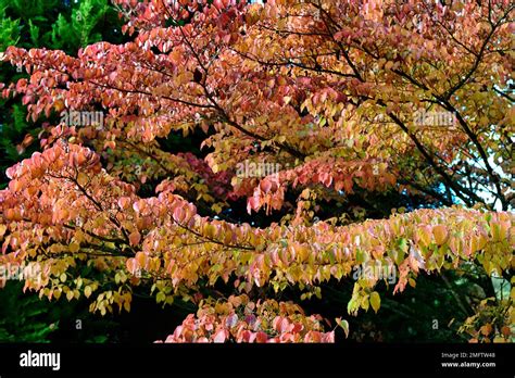 orange yellow cornus kousa chinensis leaves,dogwood,dogwoods,yellow orange foliage,autumn ...